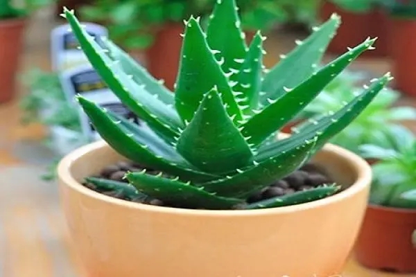 芦荟_www.huabaike.webp.jpg
